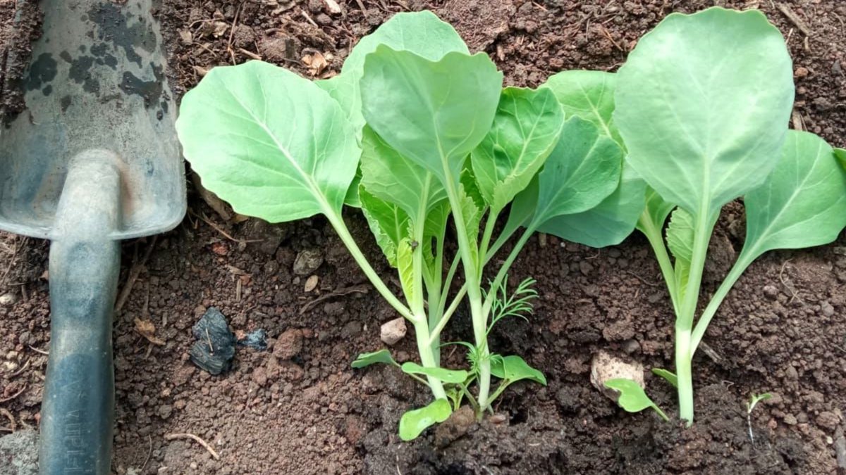 Эффективный способ посадки капусты для борьбы с вредителями