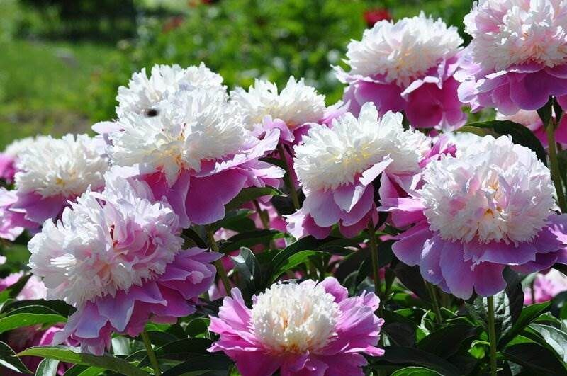 Пионы на вашем участке: как добиться пышного цветения