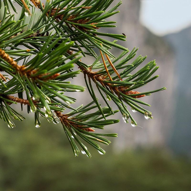 Эффективные методы использования хвойного опада на даче