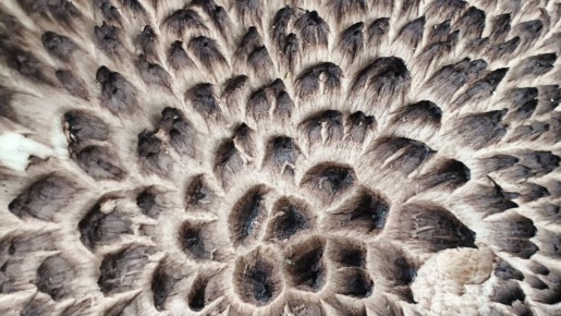 ����, ������� �� ���������� �����, ������� �������� �������