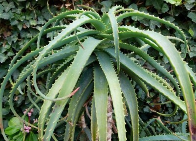 ���� �� ����: ������� ��������� ����������� ����