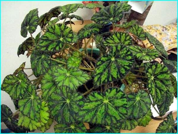 Как декоративно-лиственные растения меняют ваш дом