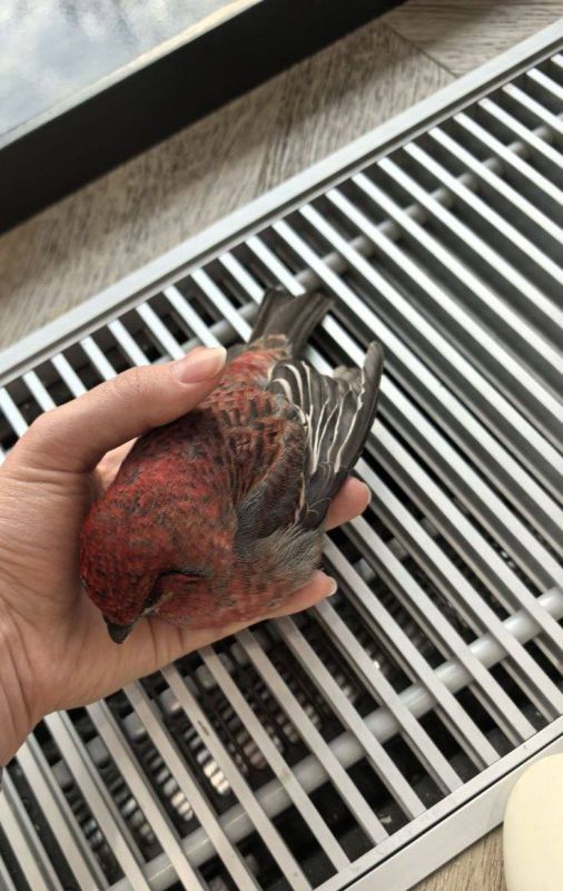 Ni Mash � �������: ����������� ���� ������ ����������� �� ������ ����