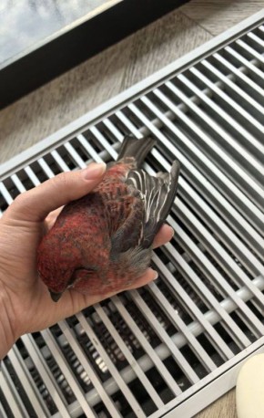 Ni Mash � �������: ����������� ���� ������ ����������� �� ������ ����