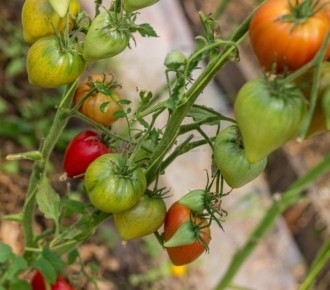 ����� ���� ��������: ��� ������� ����������� ������� ��� ������ �������