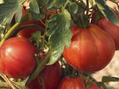 ����������� ������: ��� ����� ������� ����� ��������� ��� ������