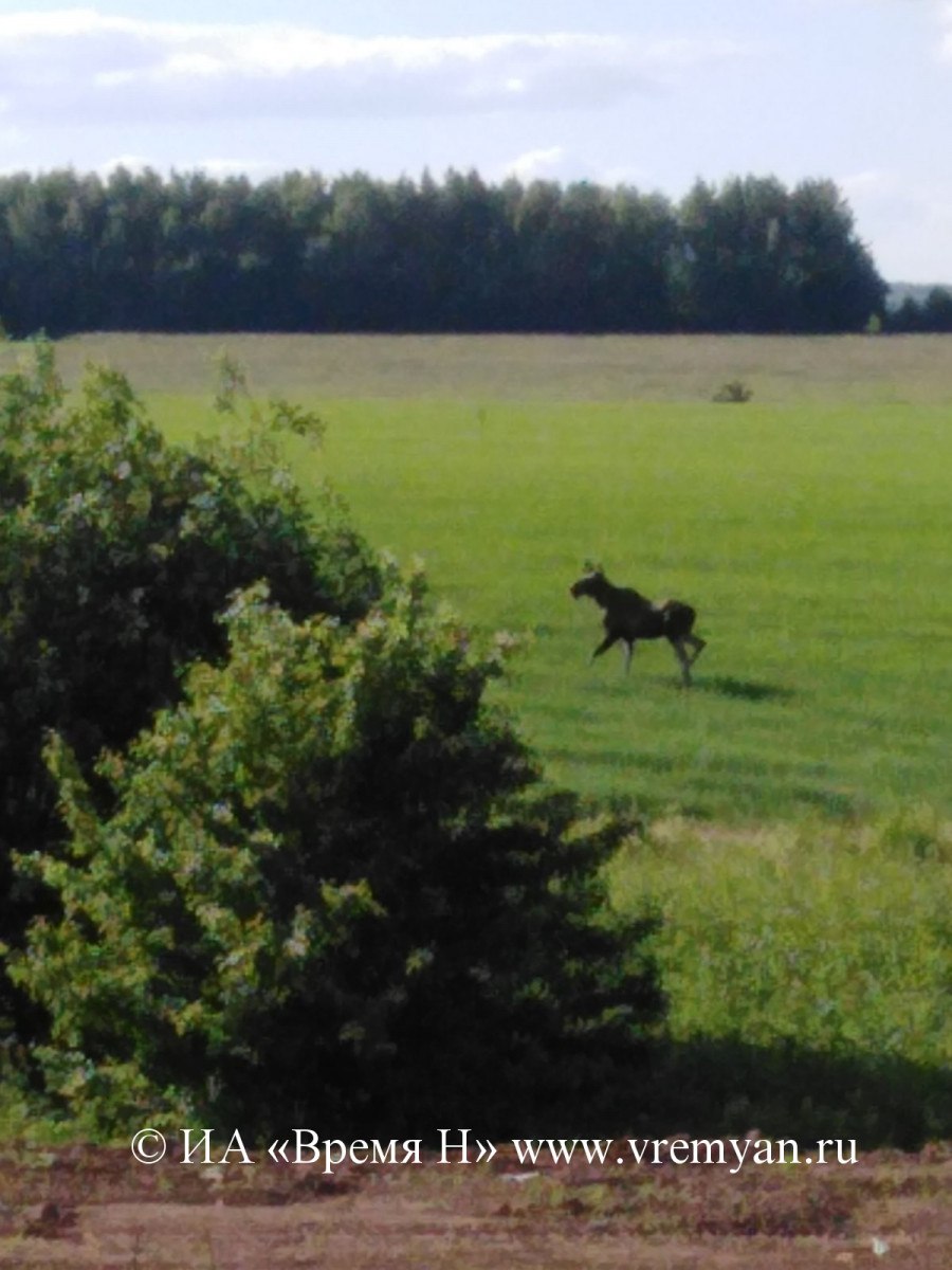 Лесничие объяснили, как действовать при встрече с лосем