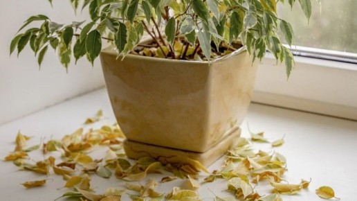 ��� ����������� ��� ���������� � ����� �������� ��������