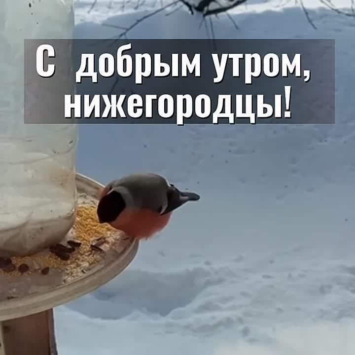 ������ ����, �����������!. ������� � ������ ����������� �������: �����