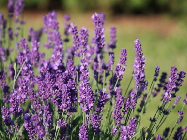 ��� ��������� �������� �������: ������� ��������� �����