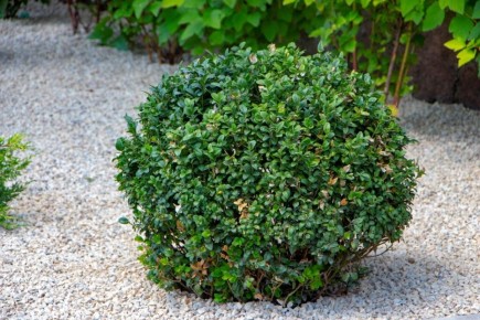 ����������� �������: ��� ����� �����