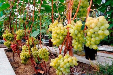 �������� ��������: ��� ��������� � ��������� �� ���� ���������� ������