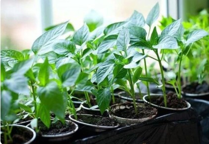 ����������� �����: ������� ��������� ������ � ����� �� ��������