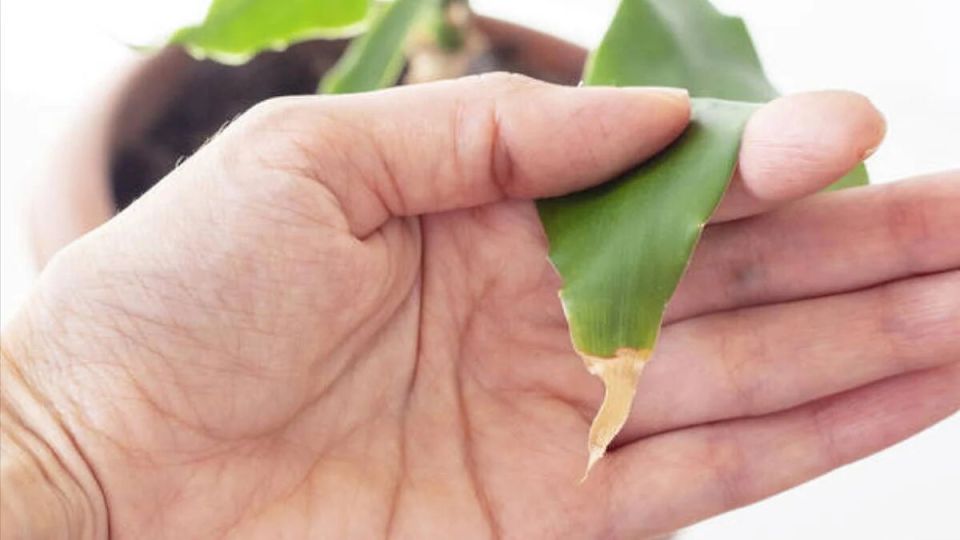 ��� ������ �������� �� �������� � ����� ������