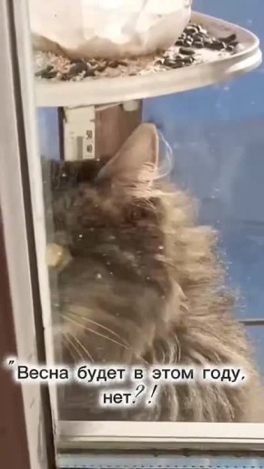 ������ ����, �����������!. ������� � ������ ����������� �������: �����