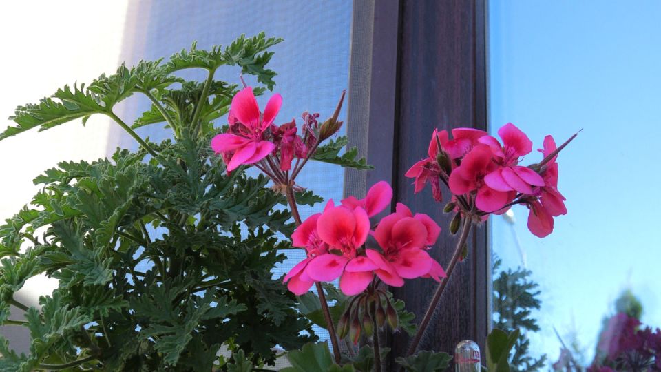 ����������: ��������� ����� ����������� ��������