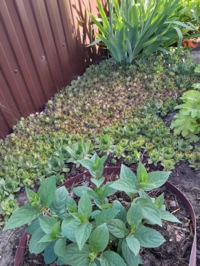 ��� �������� ���� ���������� ��������� �������� ��� ������ ����