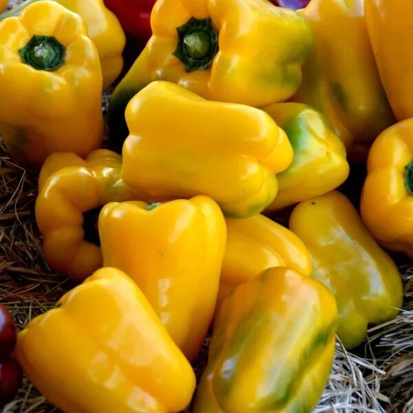 ����� ����������: ���������� ������ ������ ��� ������