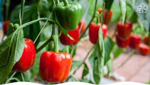 ������� ����� �� �����������: ��� ��������� ��� � ���� ���� �����