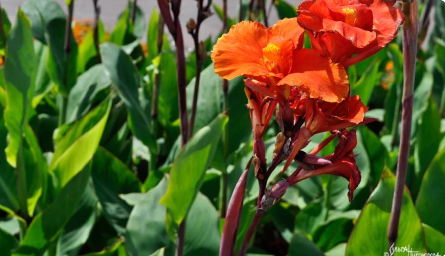 ����� � ��� ���������� ����� ������ �� ����