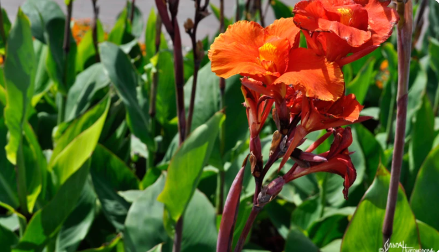 Когда и как выкапывать канны осенью на зиму