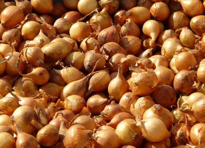 Как вырастить ранний урожай шалота: секреты подзимней посадки
