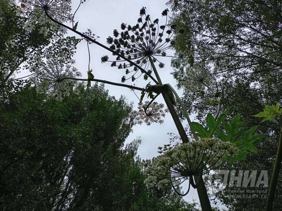 � ������������� ������� ���������� �������� ���������� ������ �� ��������