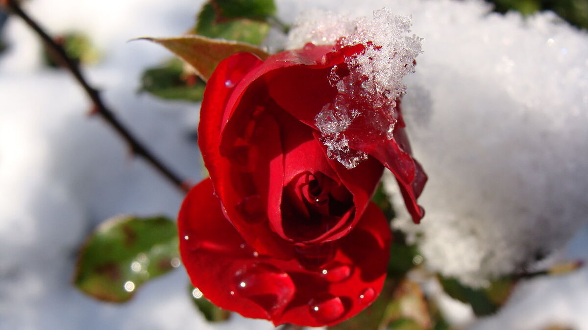 Как укоренить розы из букета и наслаждаться их красотой