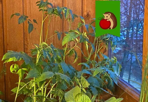 ����� ������������ �������: ������� � ���� �������