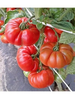 ����� ������: ��� ��������� ���������� ����� ��� ������ �����