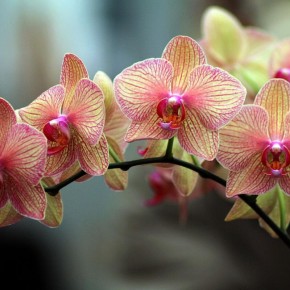 �������� ��������: ������ �������� ����� �������