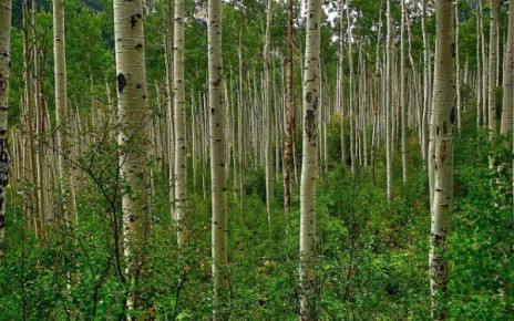 Осина: полезные свойства и применение в народной медицине