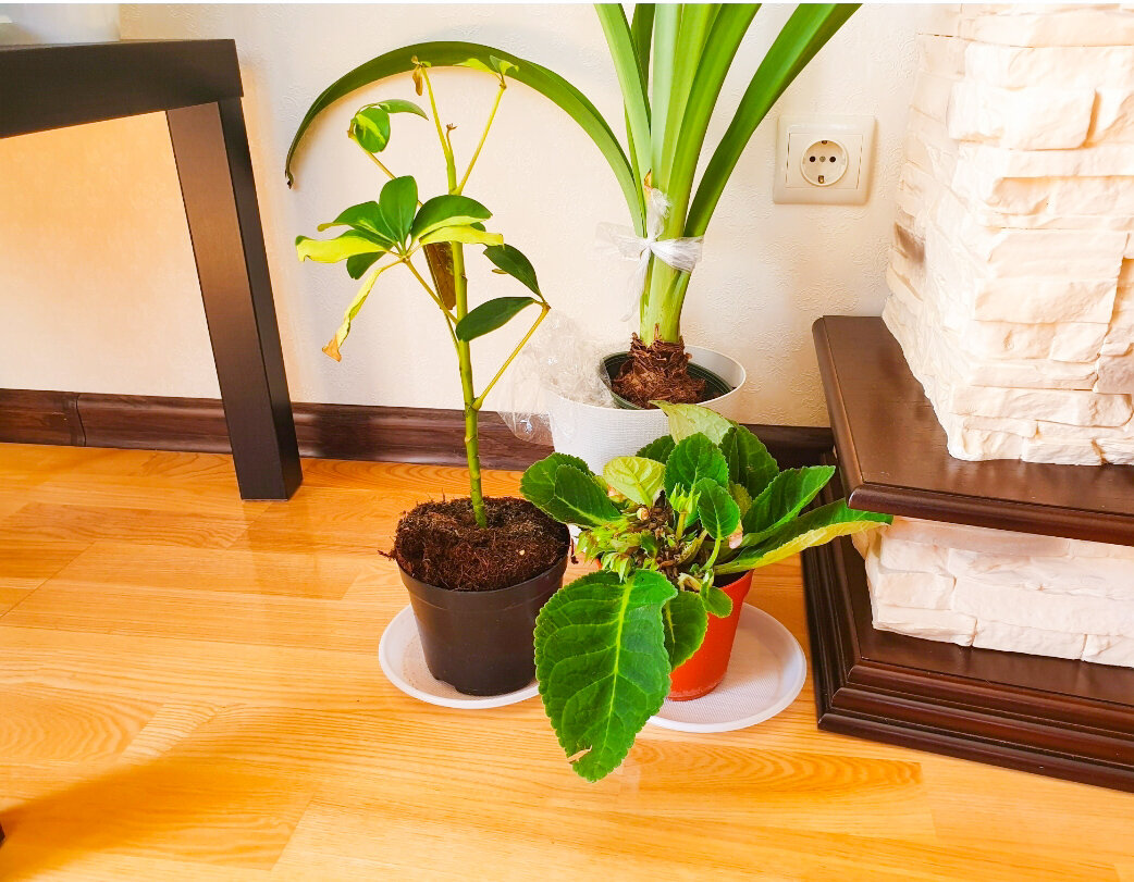 Скорый захват: как спасение растений стало настоящим вызовом