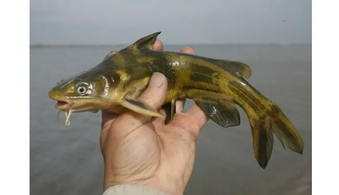 Уха из касатки: традиционный вкус Дальнего Востока