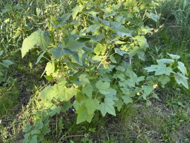 Как спасти ваш сад от наступления тли: эффективные методы борьбы