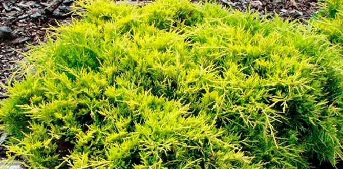 ������������� �������� ��� ������ ����: ��� ��������, ������� ����� ����������