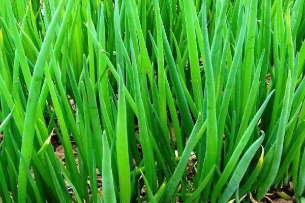 ��� ����������: ��� ��������� ������� � �������� ������