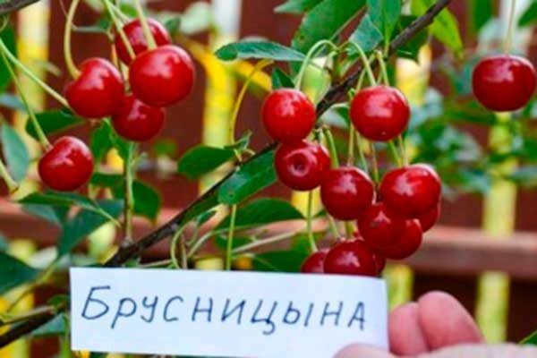 ����� ����������: ��������� ����� ��� ��������� �������� ��������