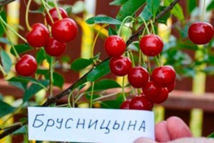 ����� ����������: ��������� ����� ��� ��������� �������� ��������