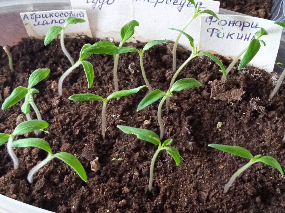 �������� ������������ ������� �������: ��������� �������