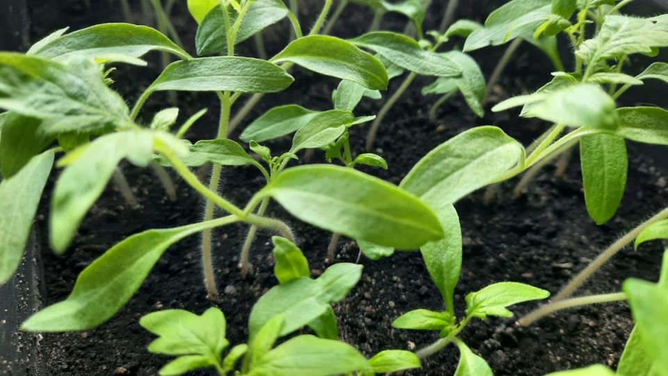 ������ ������� ������� ������ ������: �������� ������� � �������