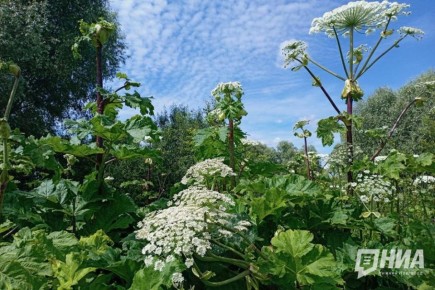 �������� ��������-���������� �������� � ������������� �������