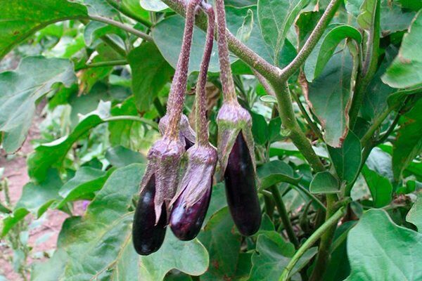 ��� ��������� �������� ��� �������: ������� ������