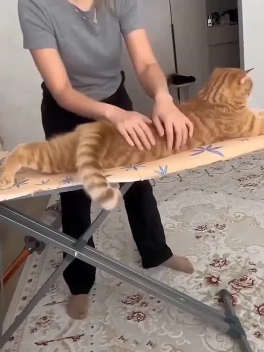 ��������� ���� ������� ����������� ������������ � ���������