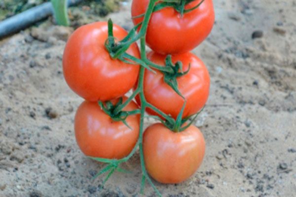 ����� ������: ��� ��������� ��������� ������