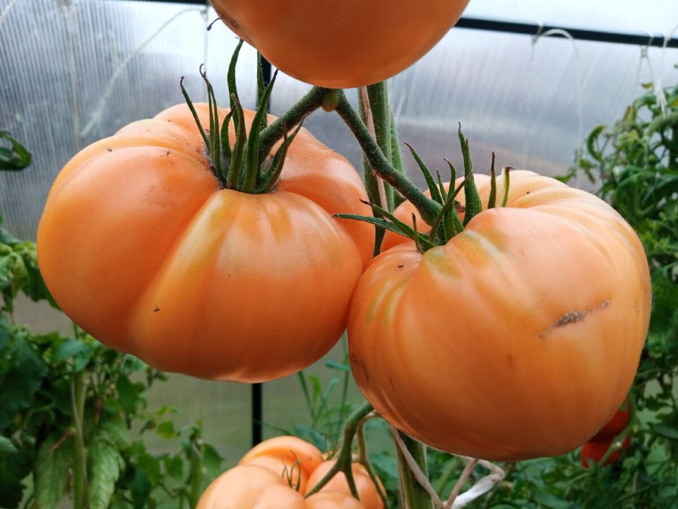 ��� ������� ������, ���������� � ��������: ���� � ����������