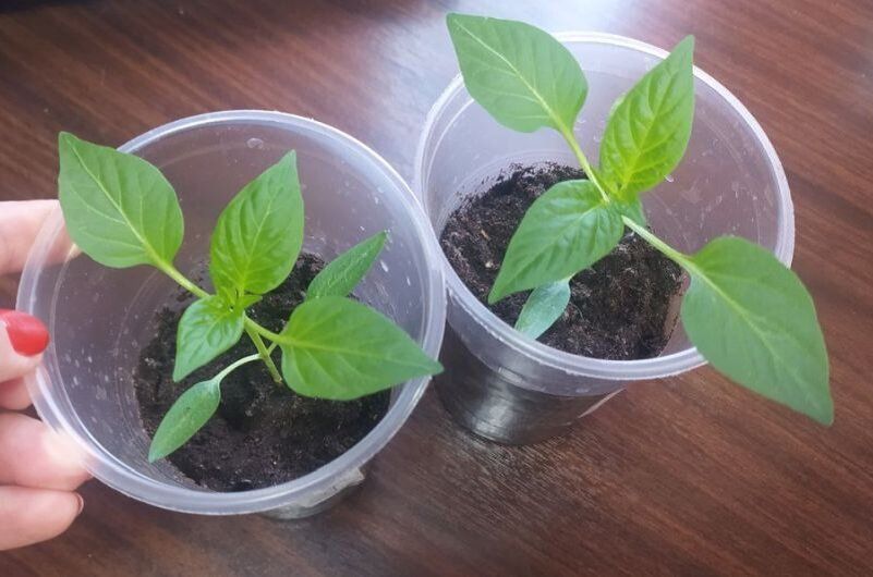 ��� ������ �� ������� �����, ���� �� ������� ����� �������