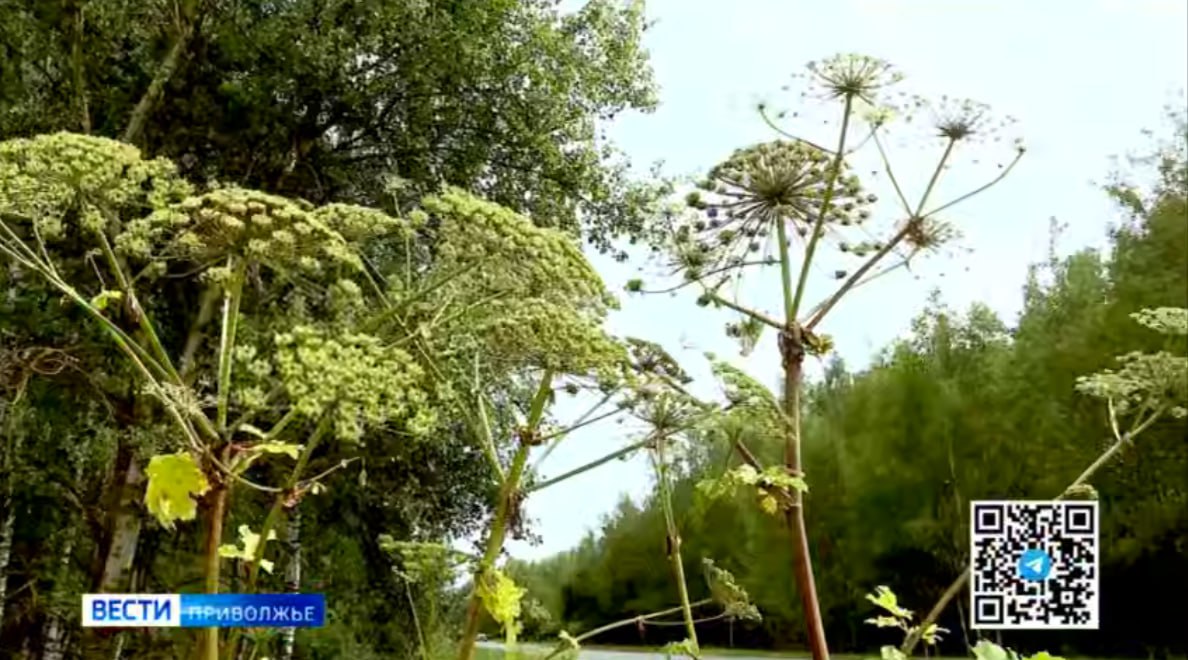 Перечень растений-иноагентов, угрожающих экологии и здоровью людей, появится в Нижегородском регионе