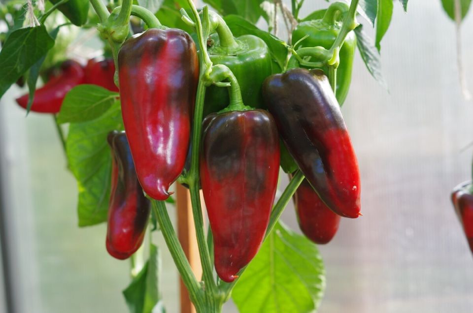 ������, ������� ������ ��������� ��������� ������� �����