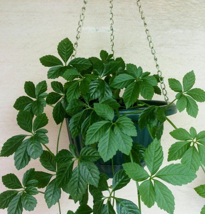 ������ �������: ��������� ������� ��������� ��� ������ ����